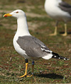 juvenile LBBG in October, ringed in Norway. (131273 bytes)